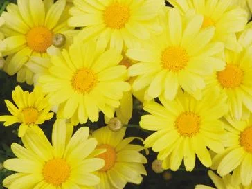 butterfly yellow argranthemum.jpg