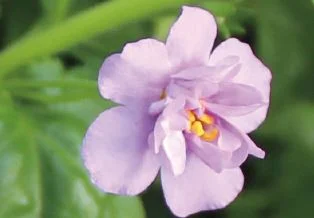 bacopa scopia double indigo.jpg