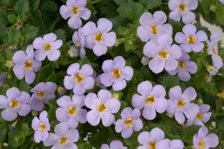 bacopa scopia gulliver blue.jpg