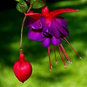 fuchsia trailing dark eyes.jpg