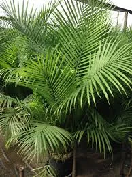 majesty palm.jpg