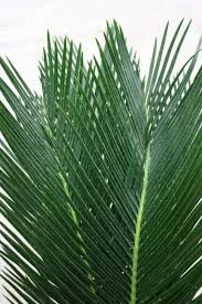sago palm.jpg