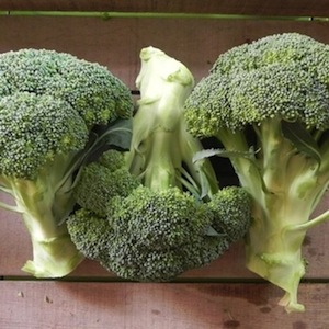 BROCCOLI - CASTLE DOME - 75 DAYS - 4 - 5 IN - 7526.jpg