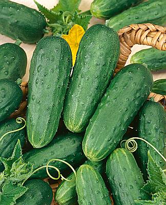 CUCUMBER - PICKLING - HOMEMADE PICKLES - 55 DAY - BUSH - 2 IN TO 5 IN - 7670.jpg