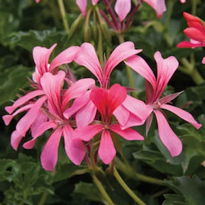 Geramium Ivy Cascade Sofie.jpg