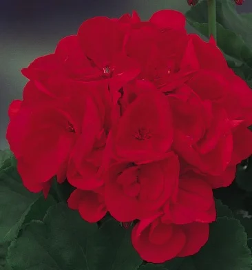 Geranium Americana Dark Red.jpg