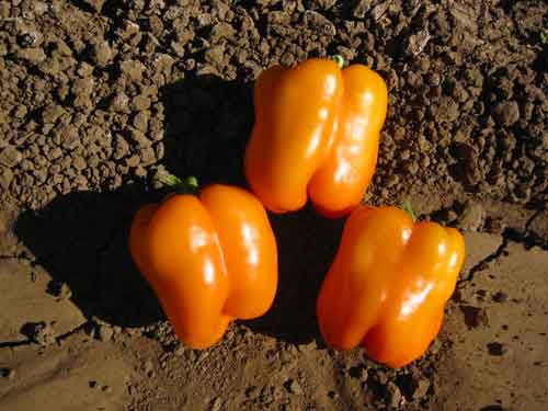 8023 - PEP SW MUSCATO (ORANGE).jpg