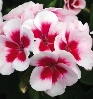 Geranium Americana White Splash.jpg
