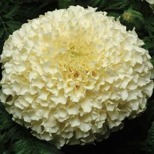 Marigold Vanilla.jpg