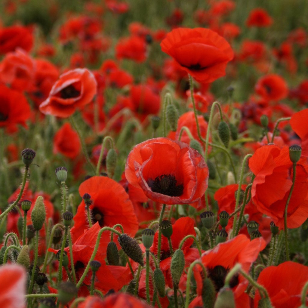 Veterans day and poppy flower Veterans day and poppy flower