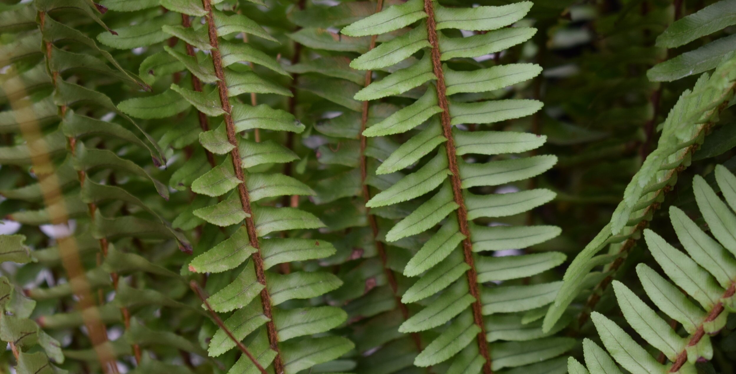 TROPICALS(HOUSEPLANTS)