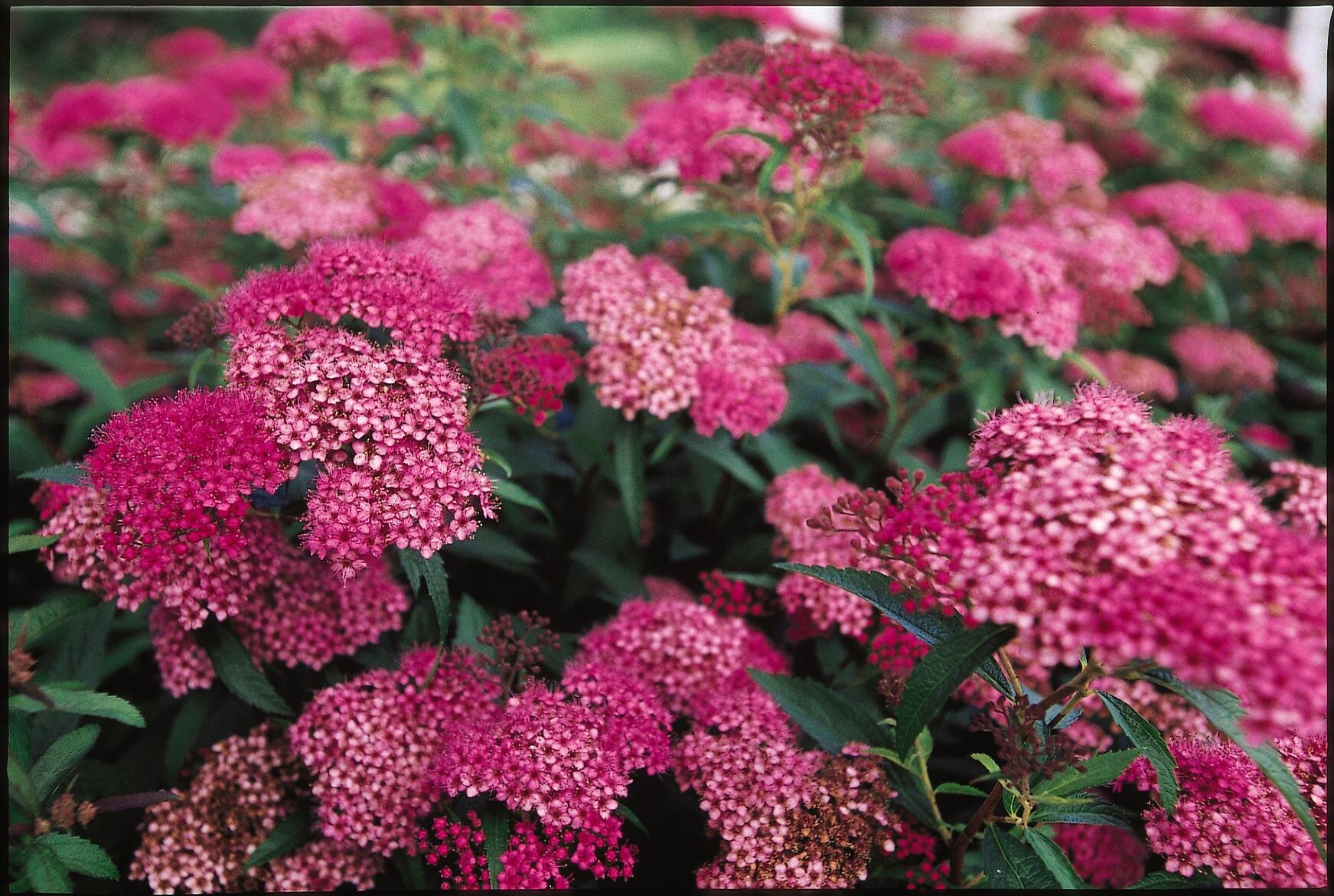 Anthony Waterer Spirea Handy Andy S Nursery