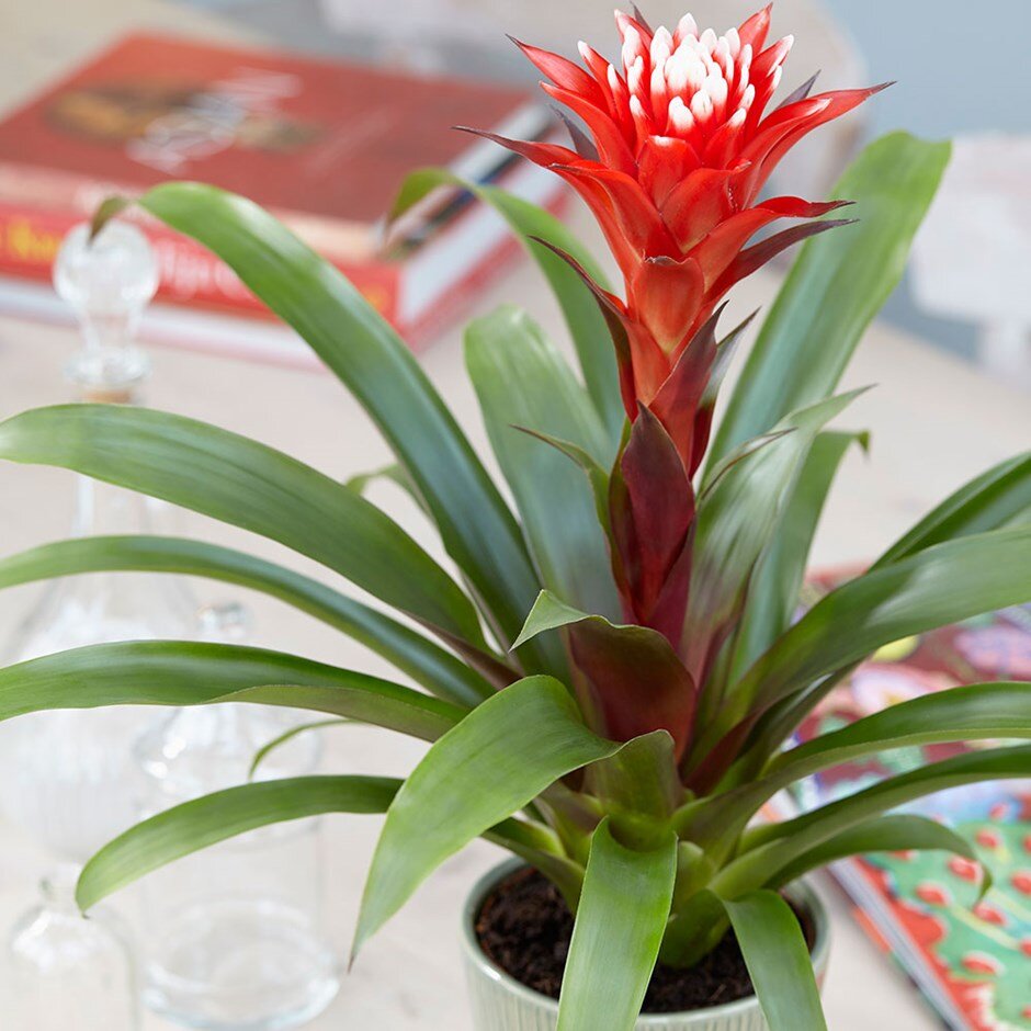 zonsopkomst aardbeving Tips Bromeliad Double Bloom (Guzmania) — Handy Andy's Nursery