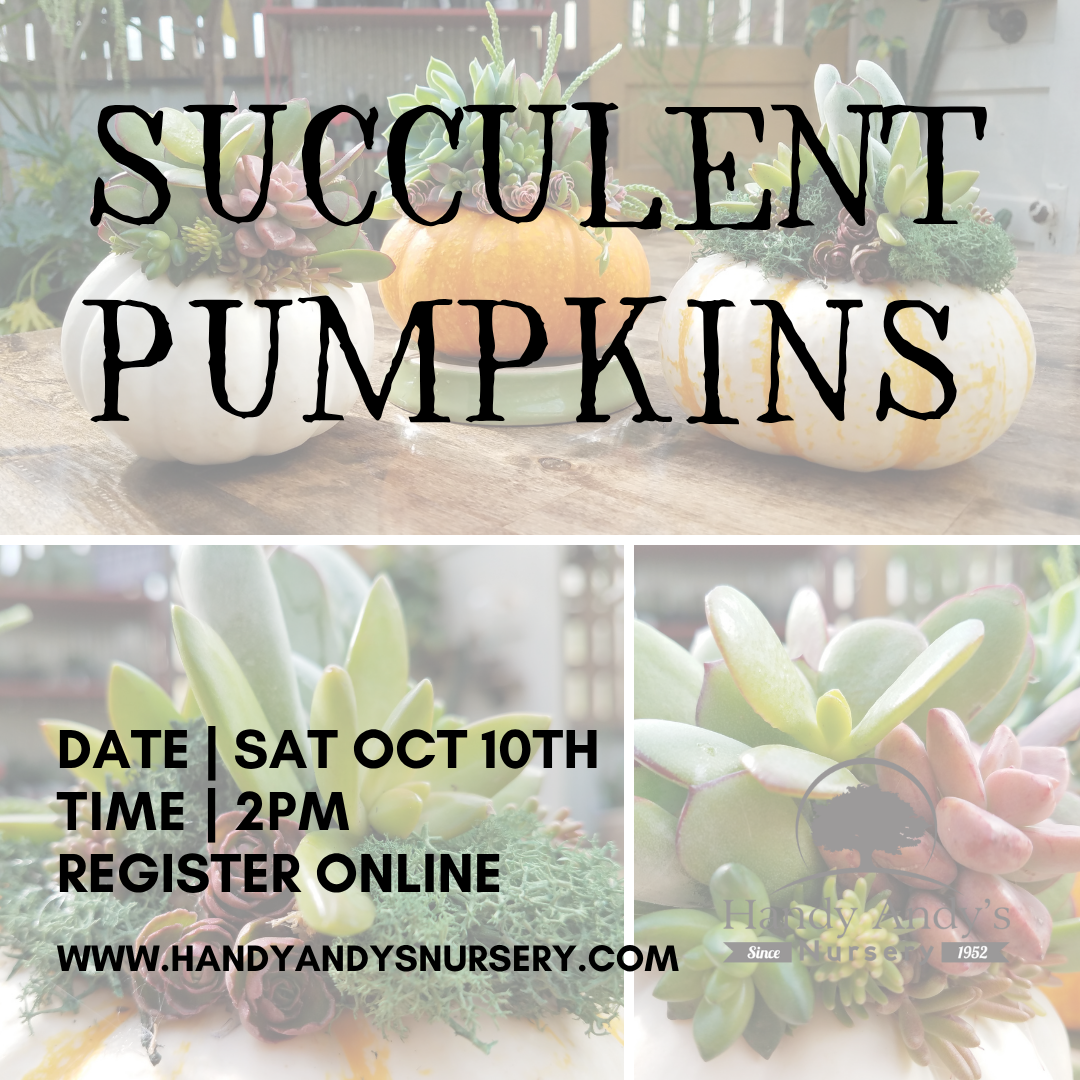 SUCCULENT PUMPKINS 2026
