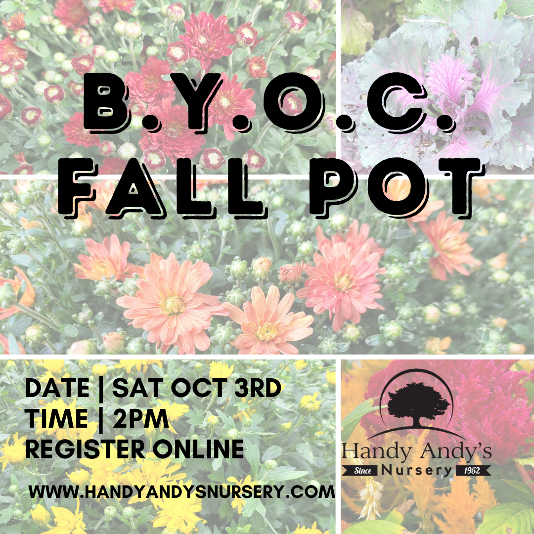 B.Y.O.C - FALL POTS