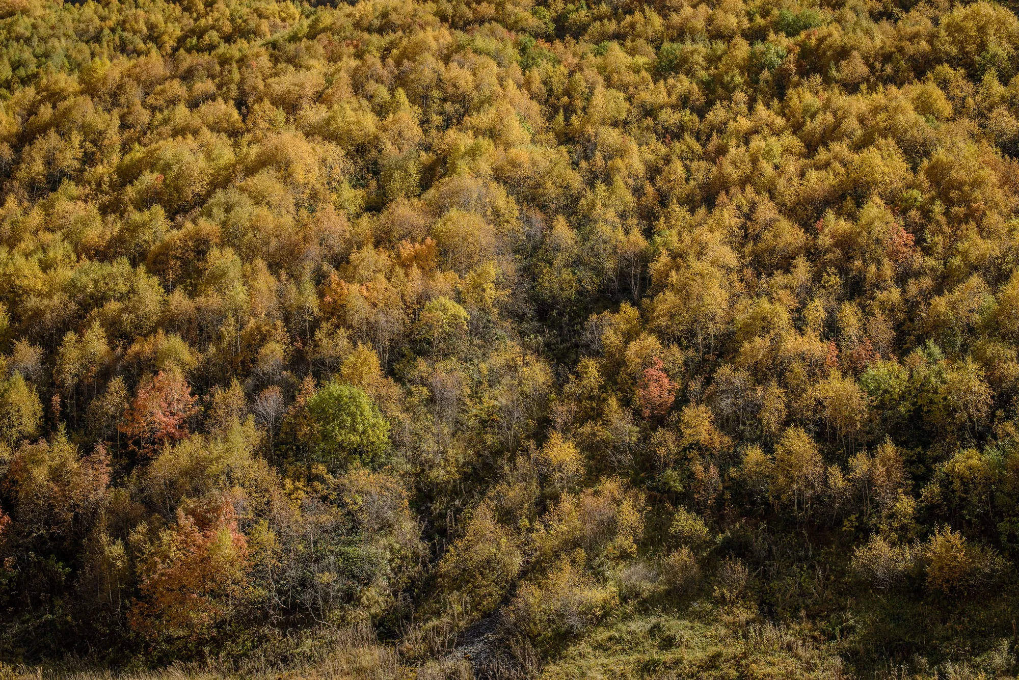 Autumn colors