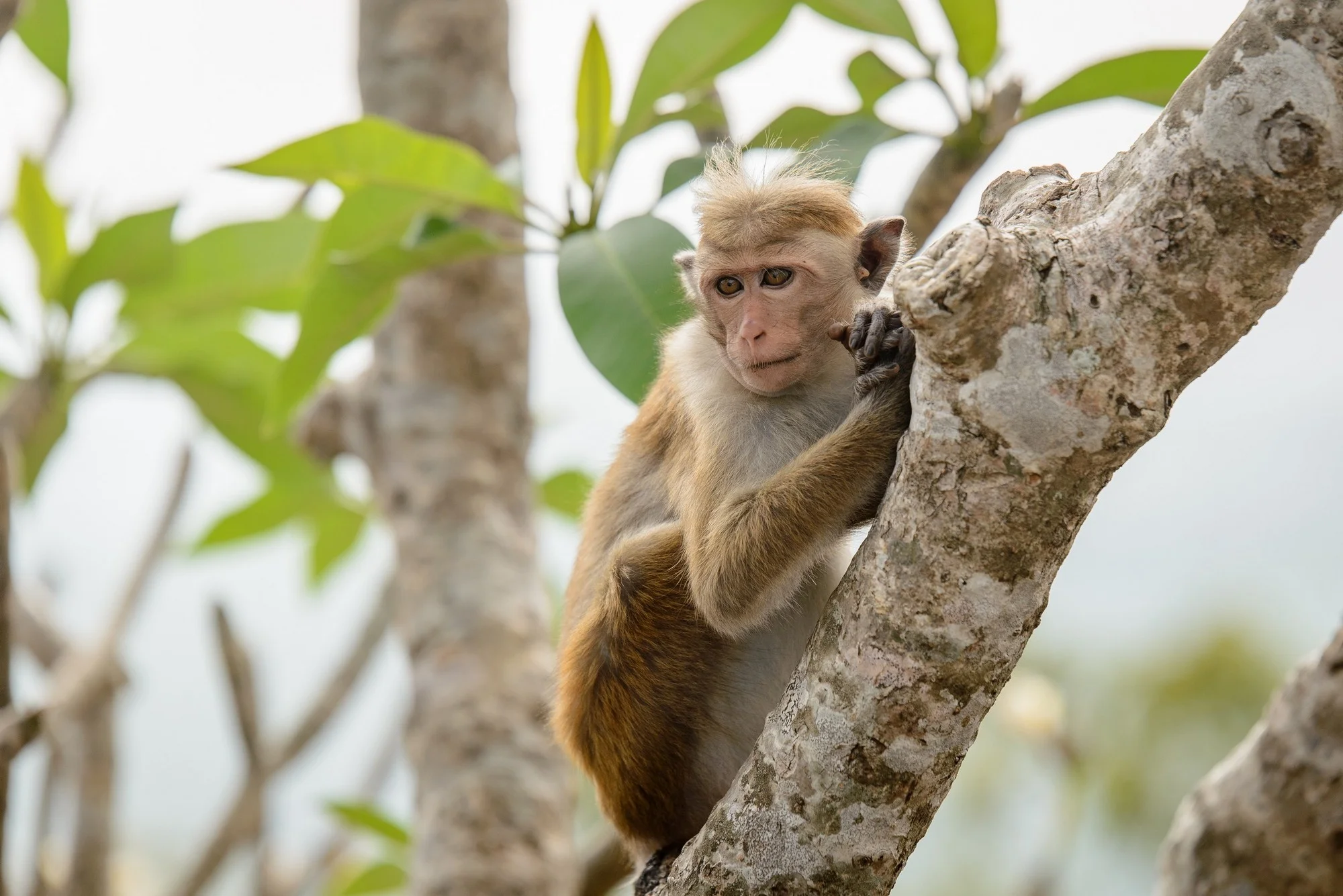 5_Web_Dambulla_Sri_Lanka_Ivo_Daskalov.jpg