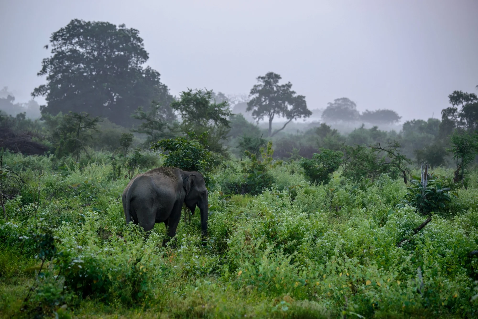 Udawalawe