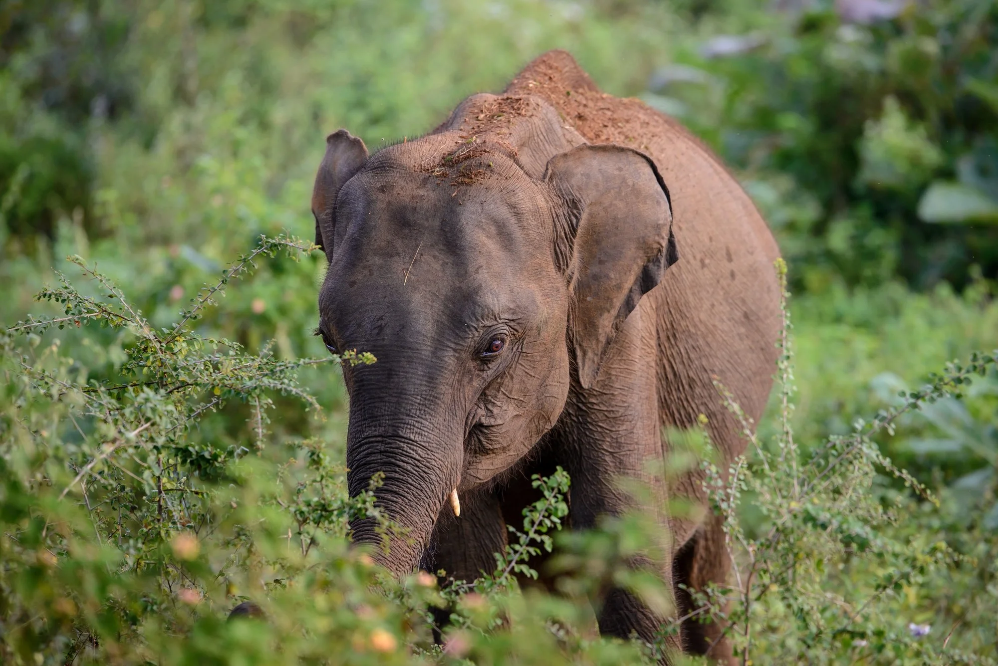 21_Web_Udawalawe_Sri_Lanka_Ivo_Daskalov.jpg