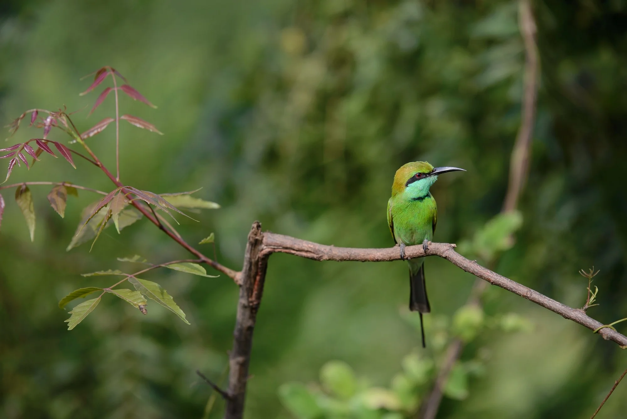 61_Web_Udawalawe_Sri_Lanka_Ivo_Daskalov.jpg