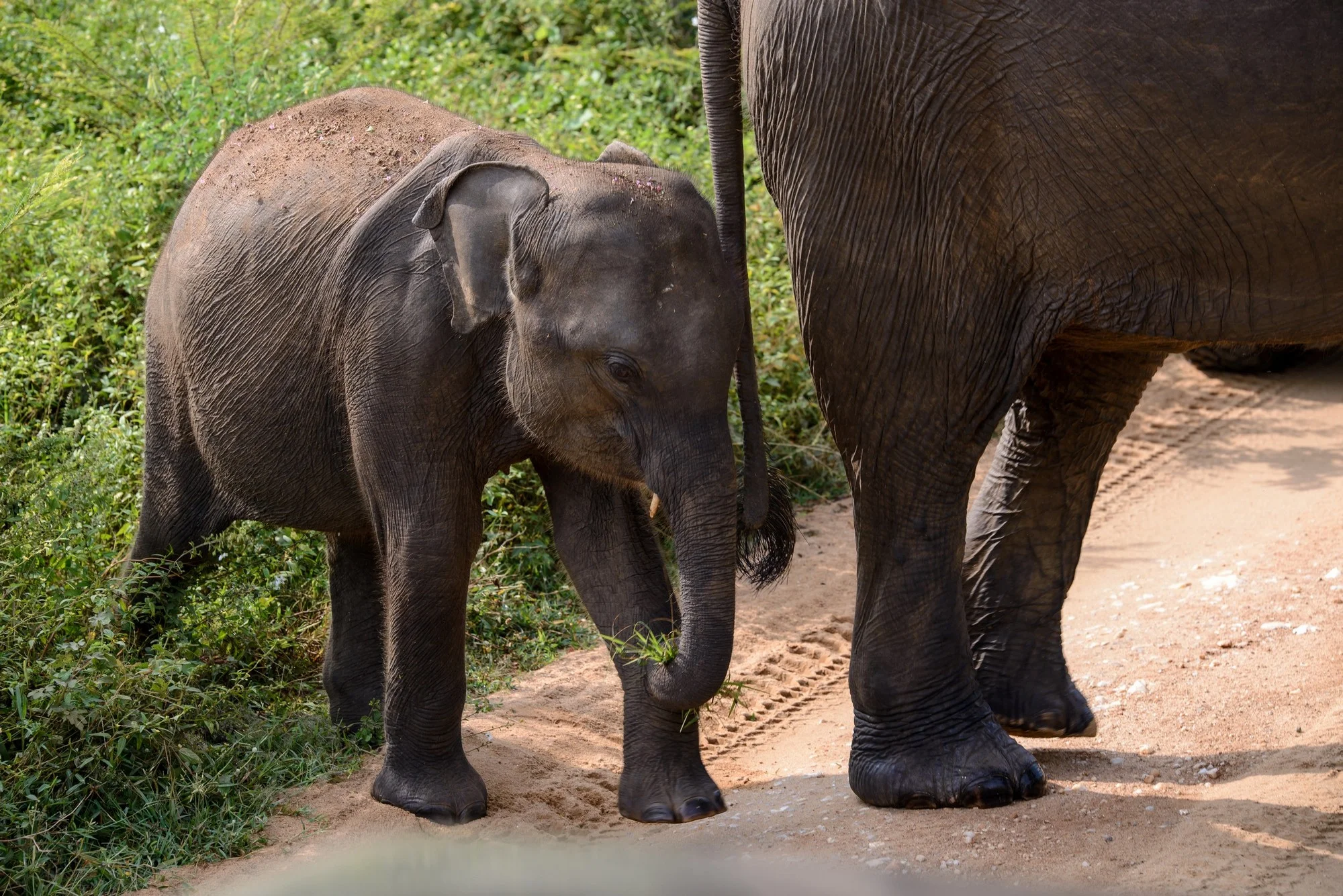 69_Web_Udawalawe_Sri_Lanka_Ivo_Daskalov.jpg