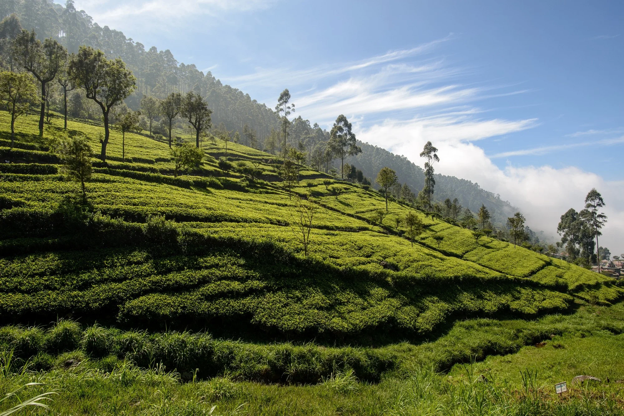5_Web_Dambethena_Sri_Lanka_Ivo_Daskalov.jpg