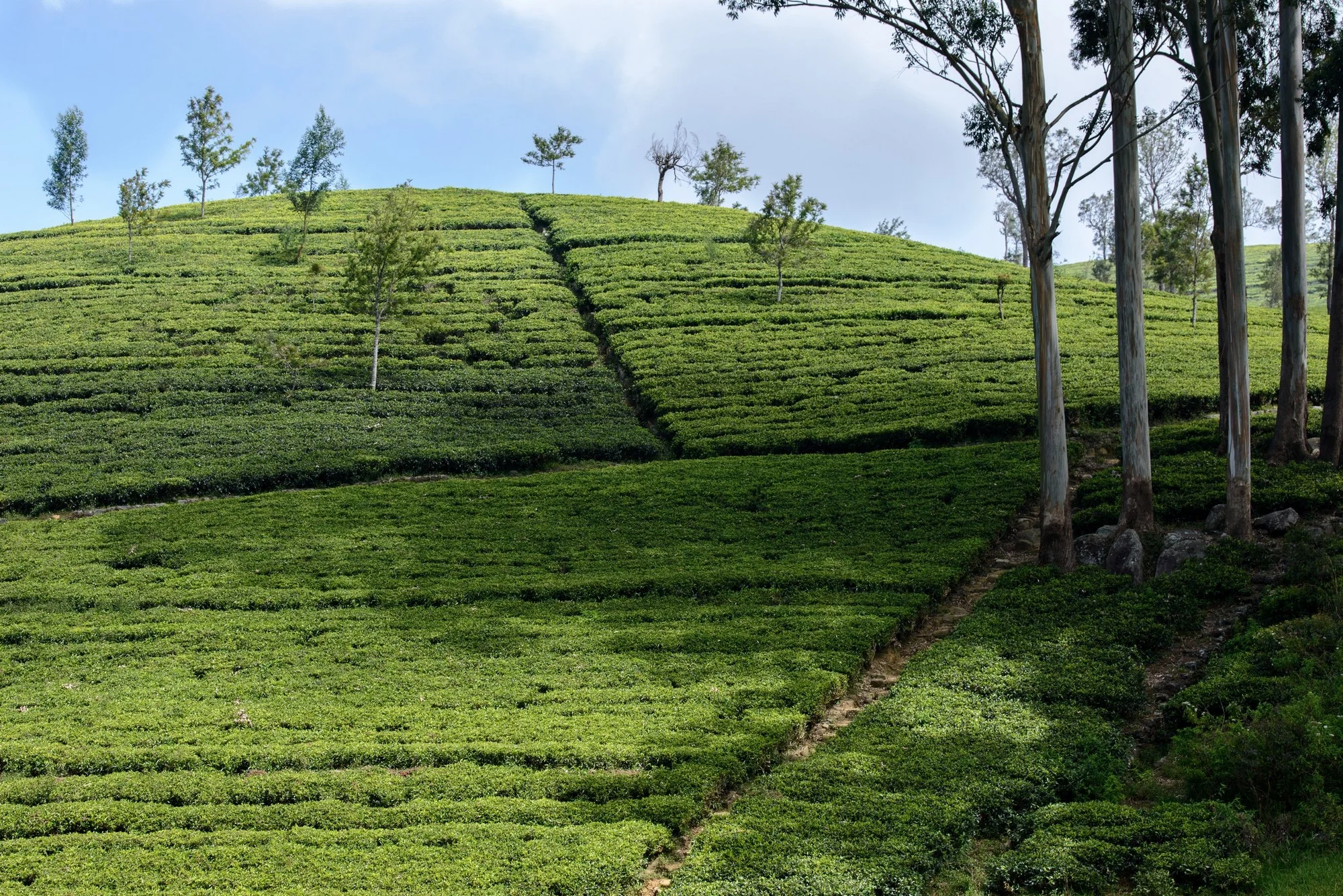 10_Web_Dambethena_Sri_Lanka_Ivo_Daskalov.jpg