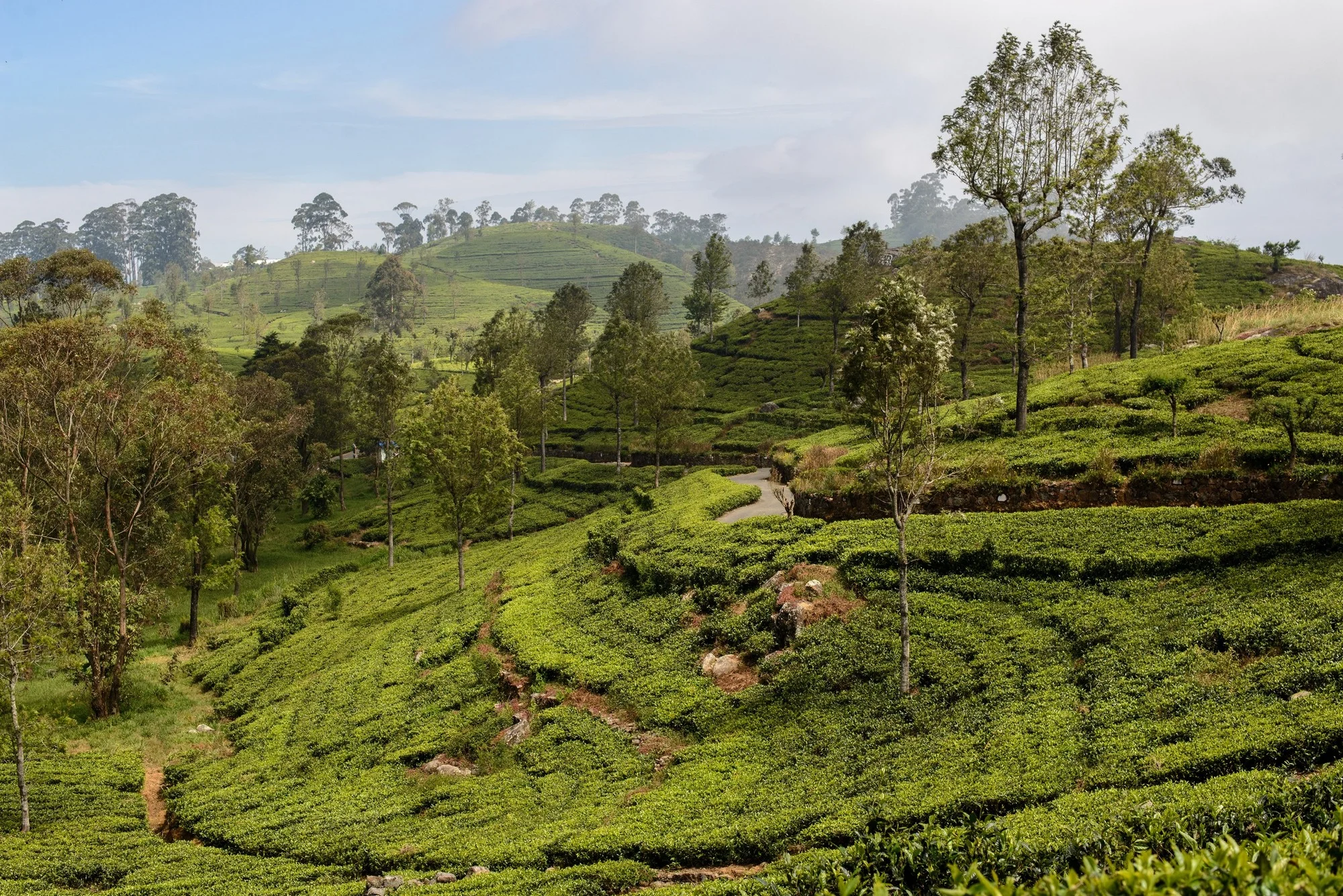 12_Web_Dambethena_Sri_Lanka_Ivo_Daskalov.jpg