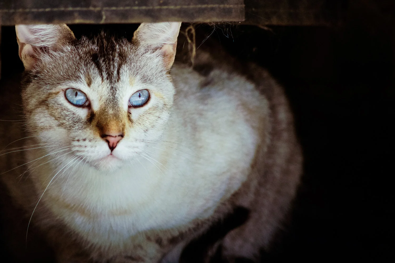2013+Cats-7978.jpg