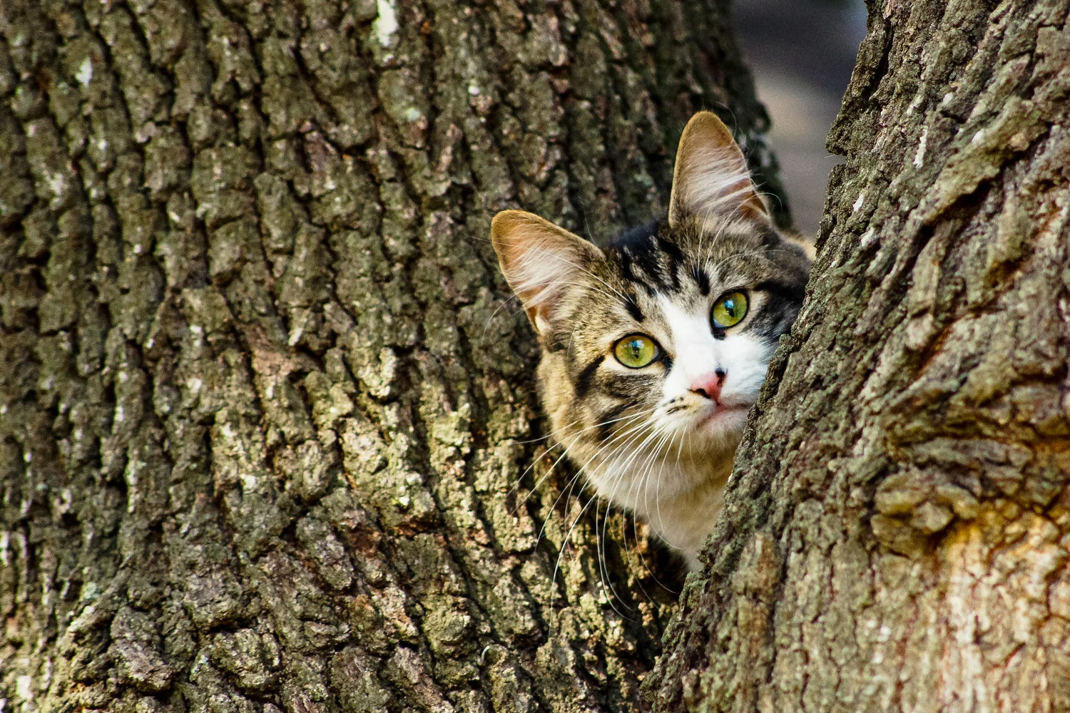2013+Cats-8459.jpg