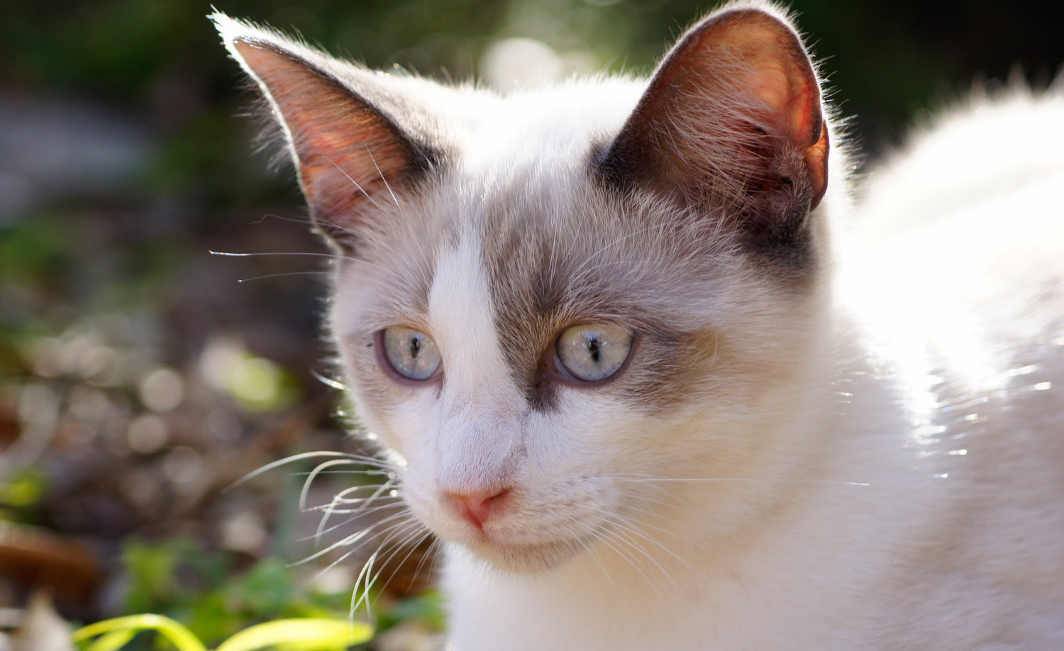 Dasher-20160130-_DSC9490.jpg