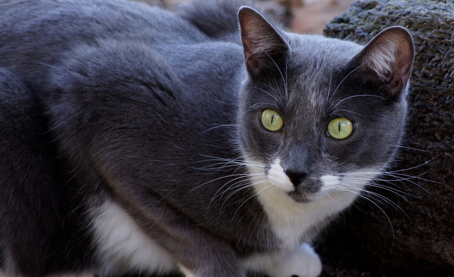 Gandalf-20140126-_DSC4360.jpg