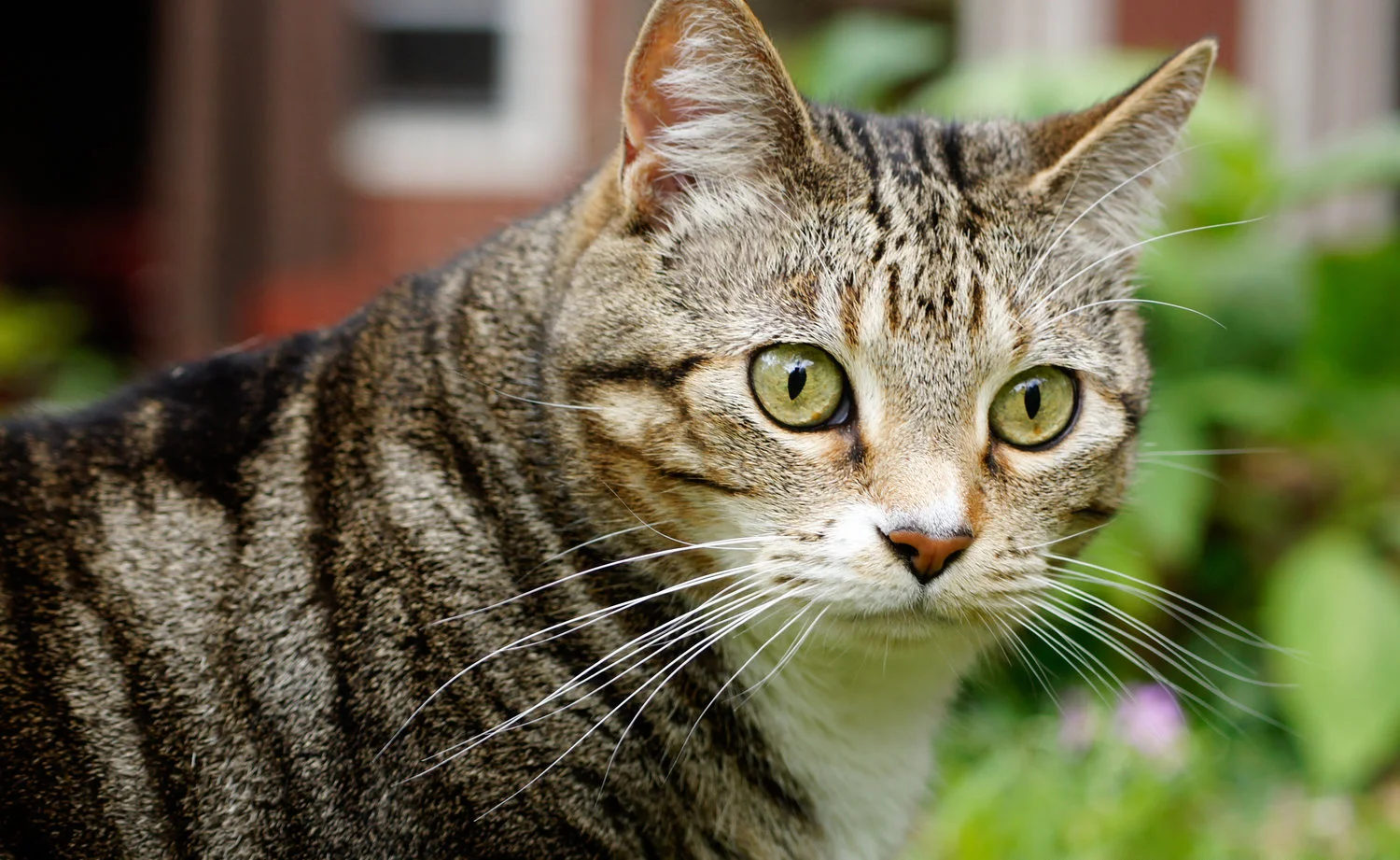 Sage-20110327-2011+Mar+27_Cats_1857.jpg