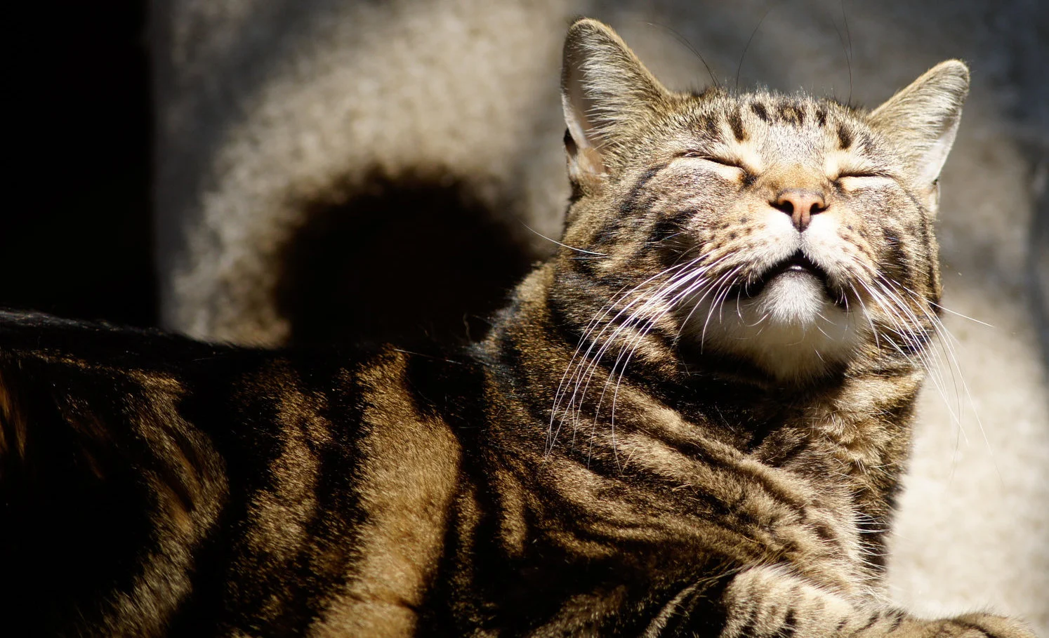 Tikki-20160118-_DSC7869.jpg