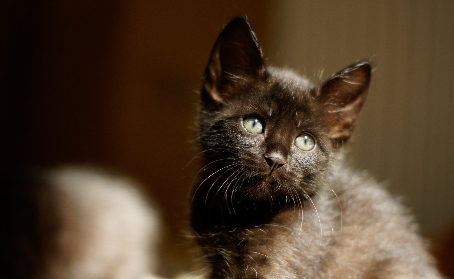 Wakko-20110707-_DSC8816.jpg