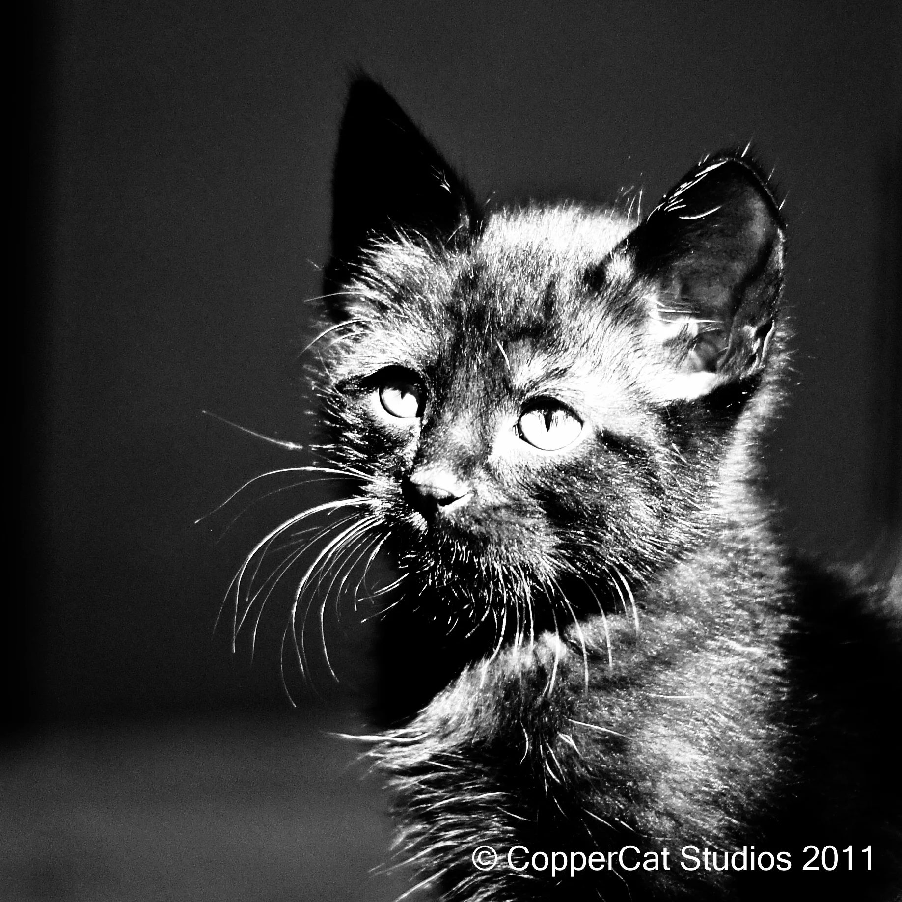 Dot-20110707-BlackKitten004.jpg