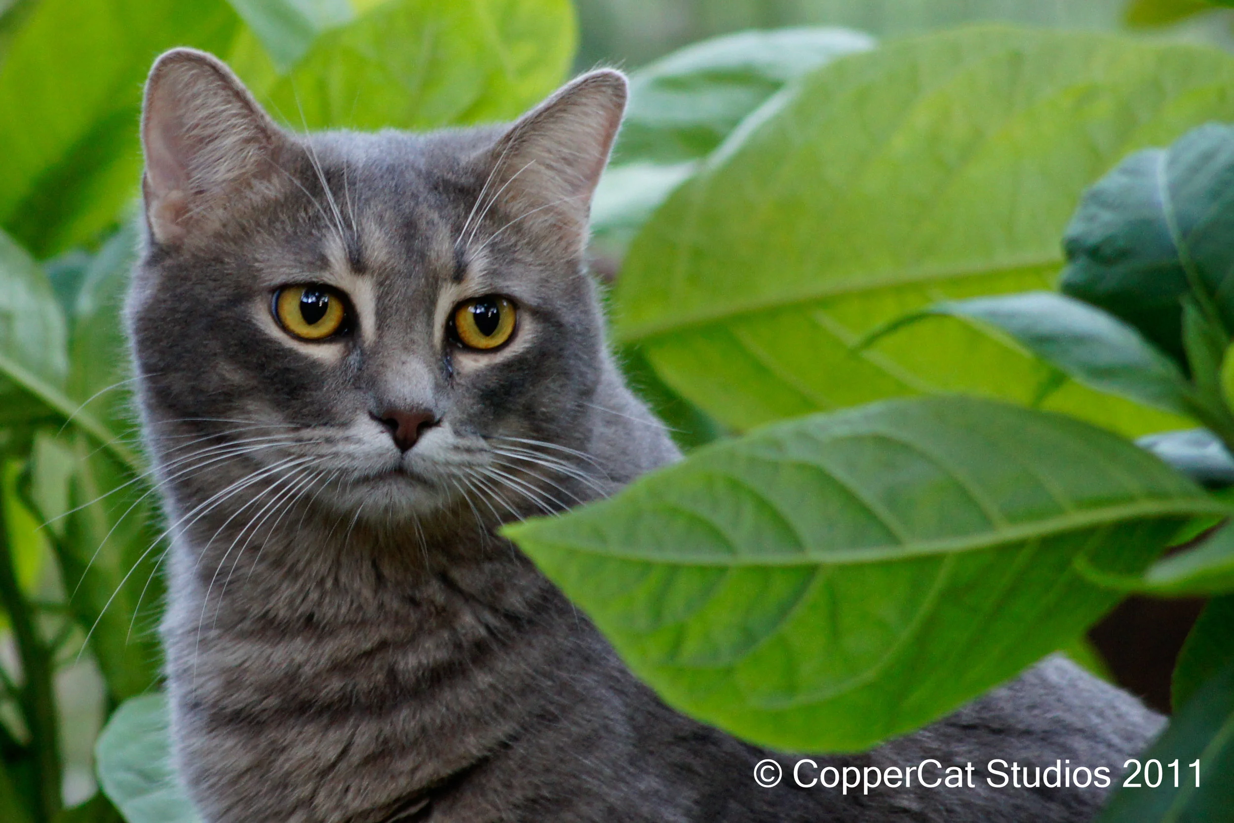 Jack-20110404-_DSC0869.jpg