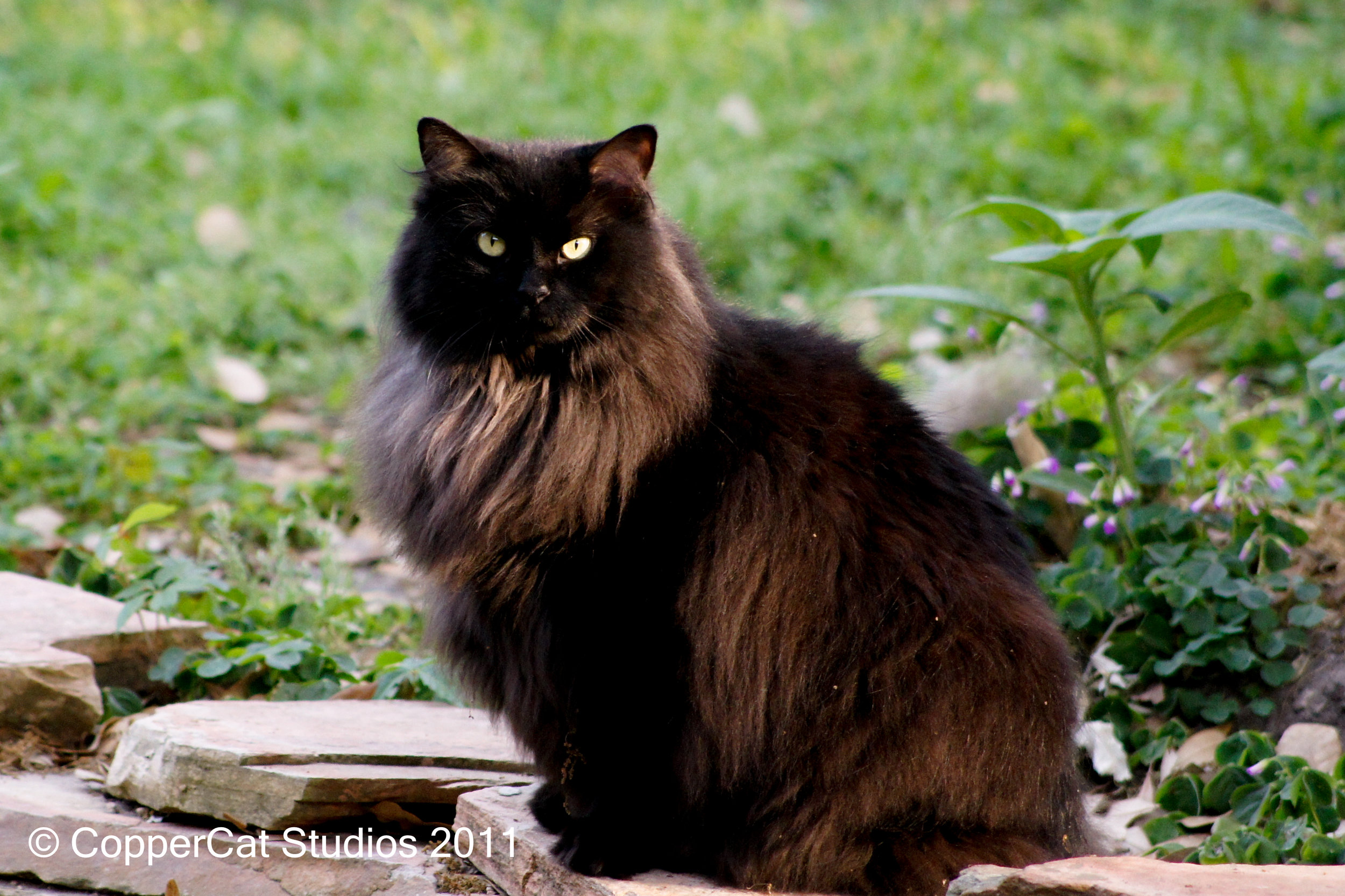 Moki-20110410-_DSC1926.jpg