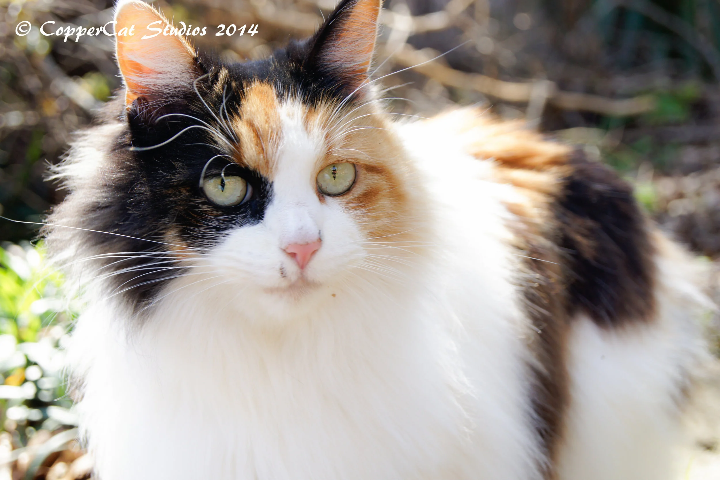 Scooter-20140313-_DSC6303-2.jpg