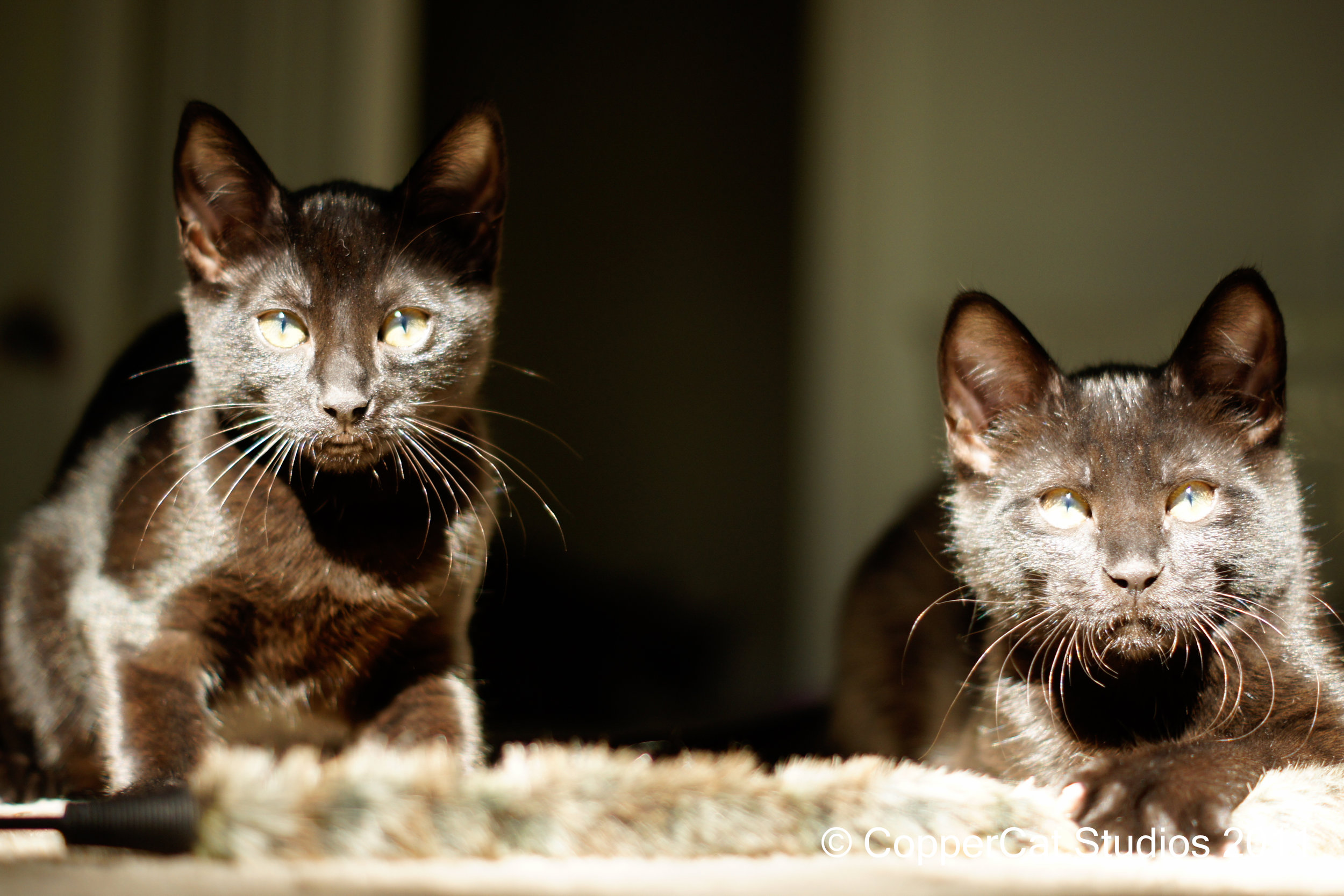Yakko-20110901-_DSC0004.jpg