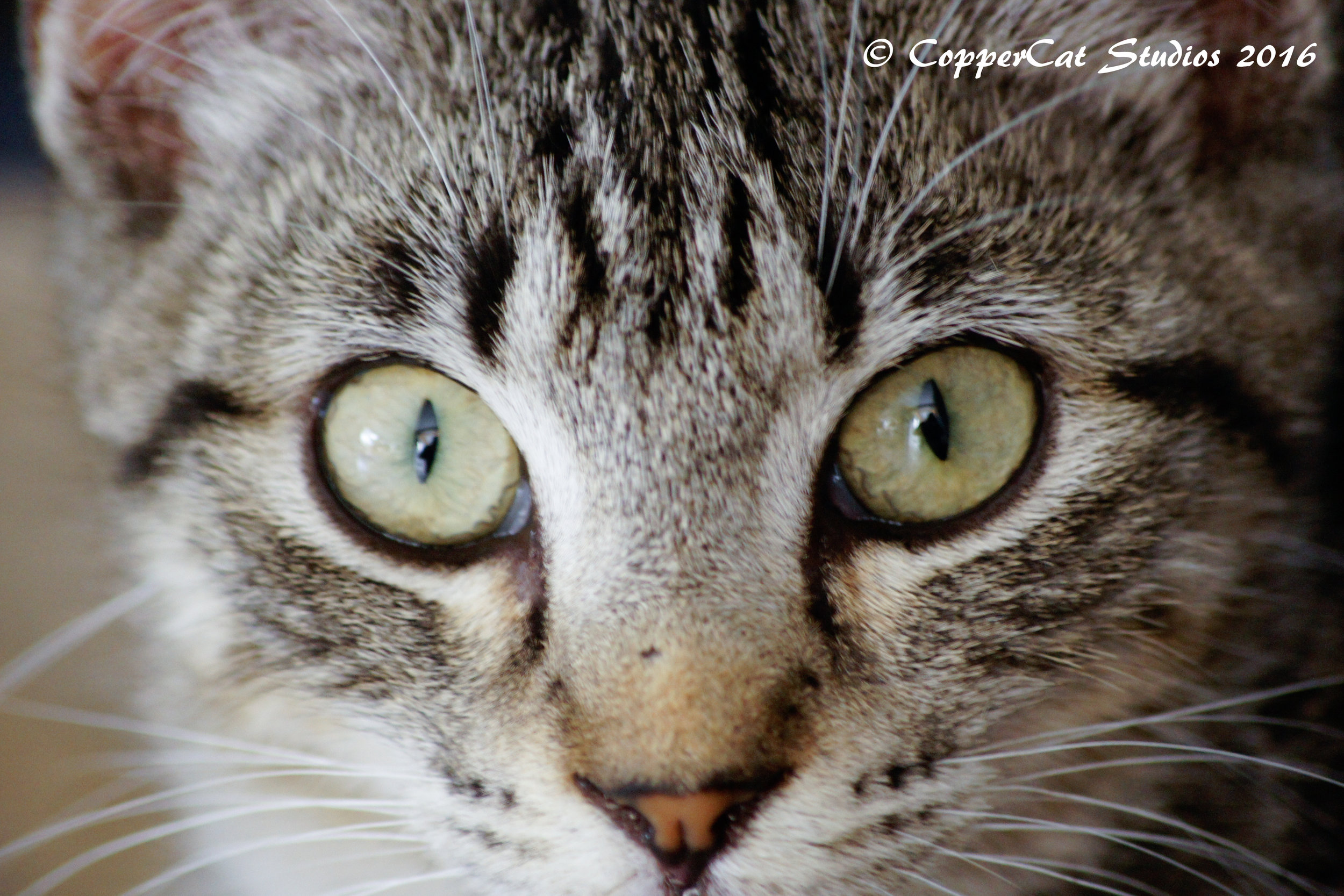 Frosty is one of the babies who has had her story added to our website today!
