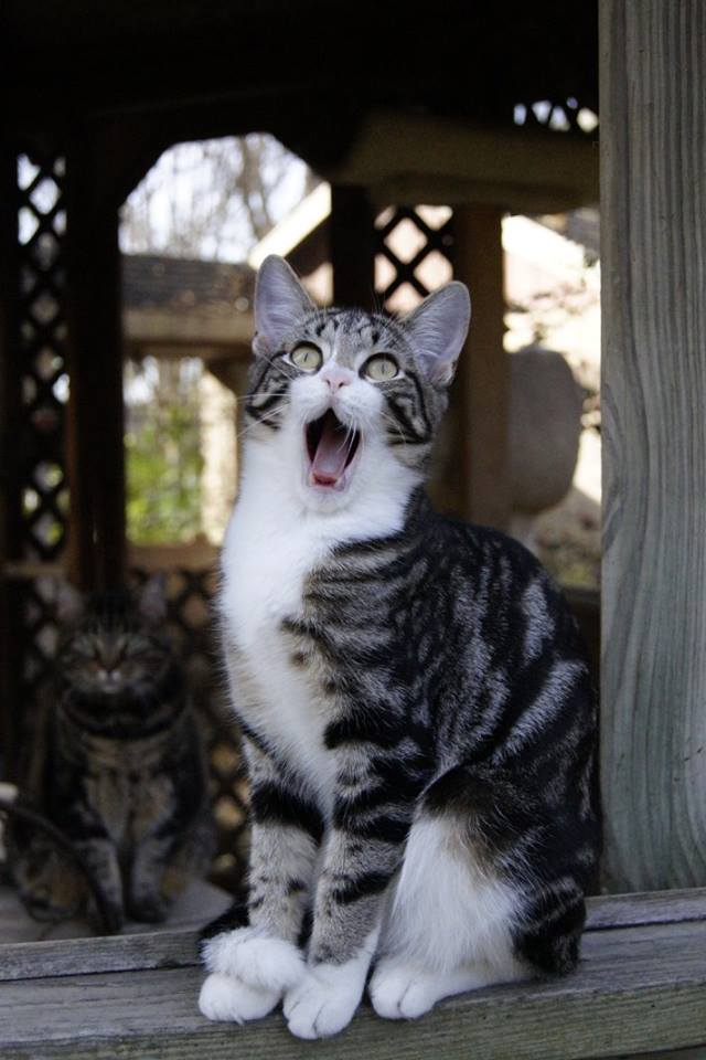 Sherlock is as excited as I am to have everykitty on the site! 