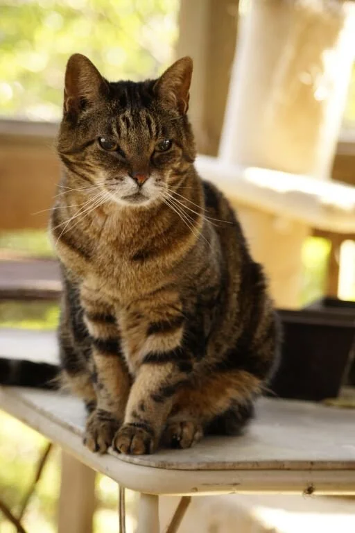 About Us Copper's Cat Commune