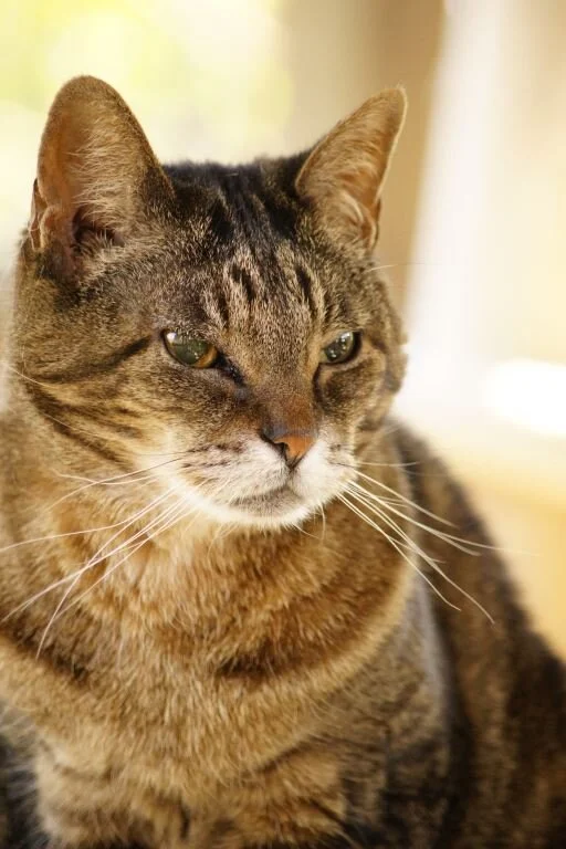 About Us Copper's Cat Commune