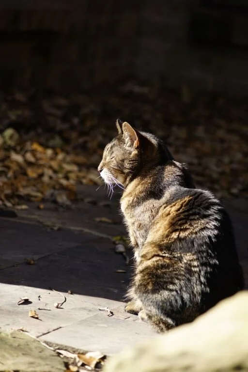 About Us Copper's Cat Commune