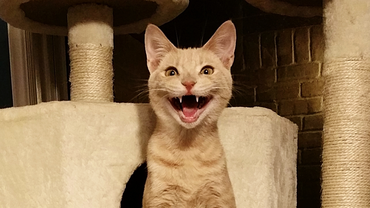 Welcome to the New Commune Website!