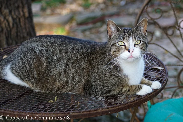 Minerva | Copper's Cat Commune