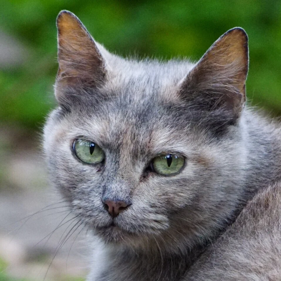 Nerissa