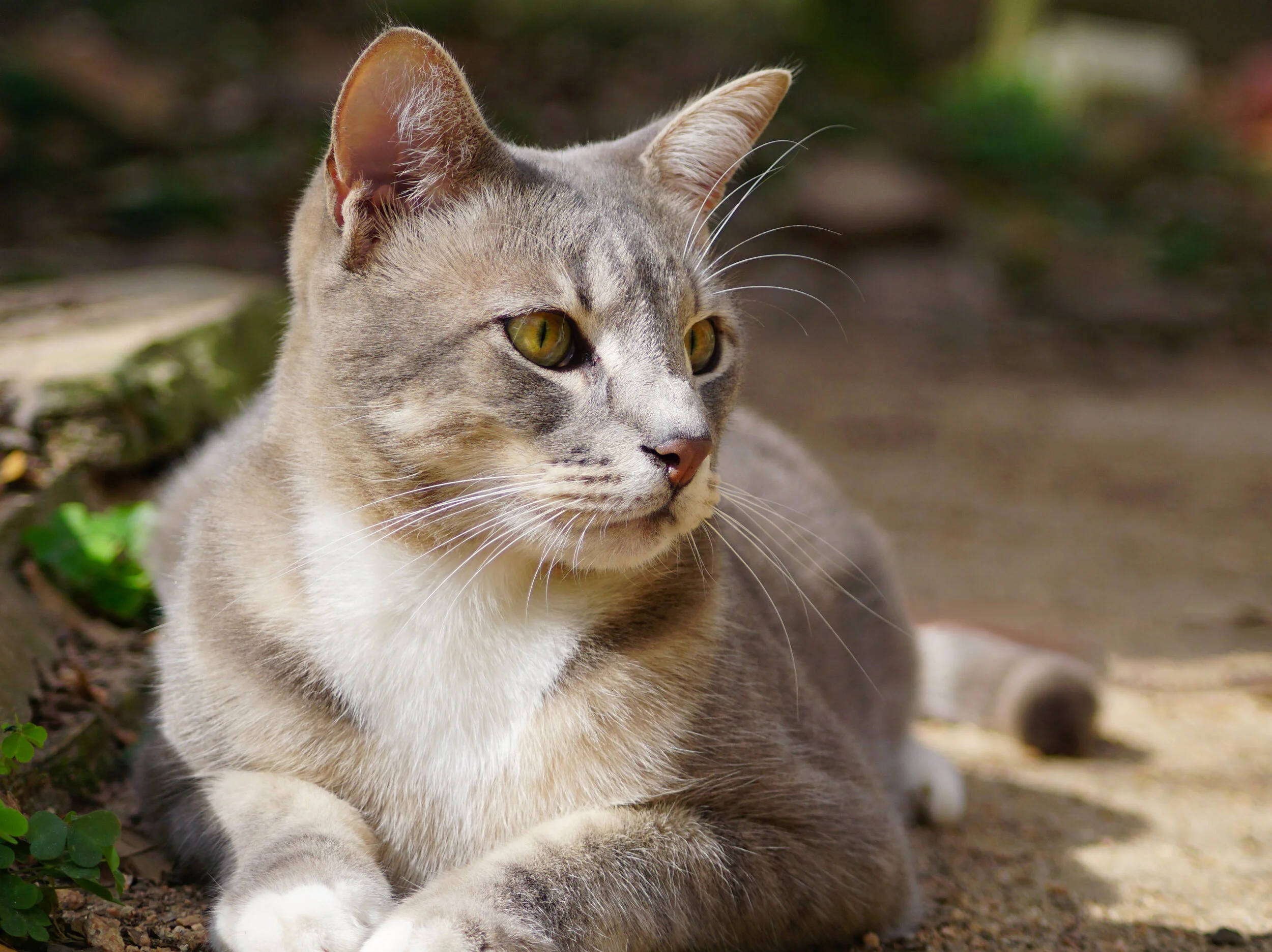 Merlin sees you there…