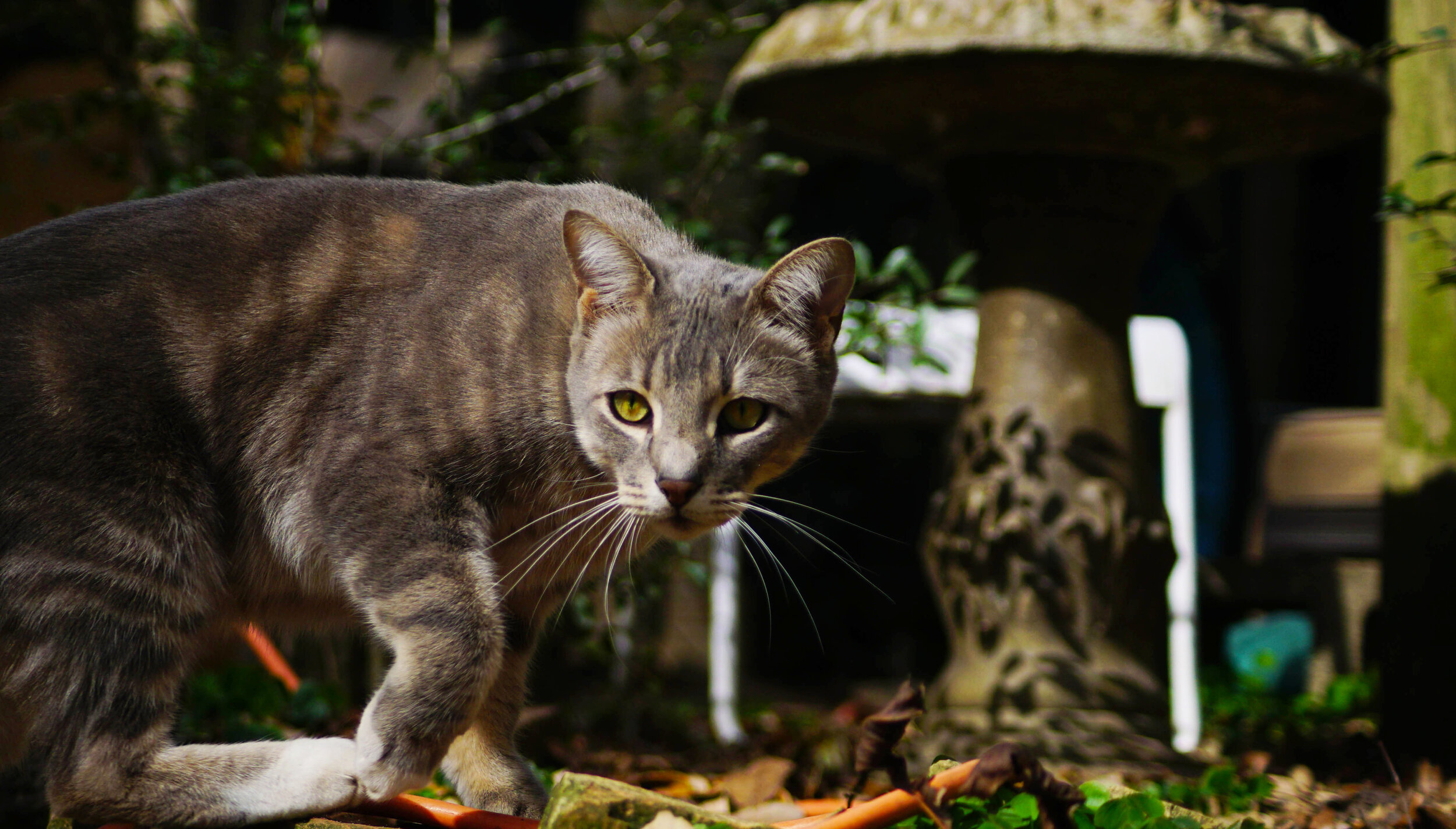 Merlin does his jungle cat impersonation